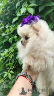 Photo №2 to announcement № 109204 for the sale of pomeranian - buy in Belarus breeder