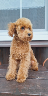 Photo №3. Toy poodle/miniature. Belarus