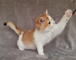 Photo №4. I will sell burmilla shorthair in the city of Эттлинген. breeder - price - 2824$