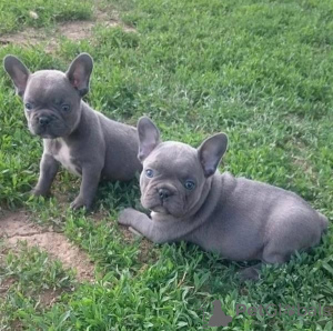 Photo №1. french bulldog - for sale in the city of Варена | negotiated | Announcement № 53581