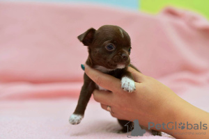 Photo №1. chihuahua - for sale in the city of Сызрань | 519$ | Announcement № 7998