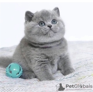 Photo №2 to announcement № 105199 for the sale of british shorthair - buy in Germany breeder