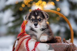 Photo №2 to announcement № 34198 for the sale of non-pedigree dogs - buy in Russian Federation breeder