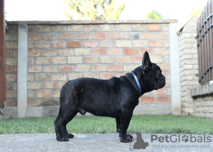 Photo №2 to announcement № 71115 for the sale of french bulldog - buy in Serbia 