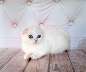 Photo №1. scottish fold - for sale in the city of Rostov-on-Don | negotiated | Announcement № 13629