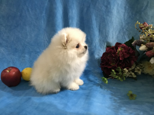 Photo №1. pomeranian - for sale in the city of Москва | 648$ | Announcement № 6950