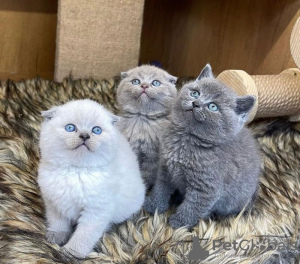 Photo №1. scottish fold - for sale in the city of Лювен | 264$ | Announcement № 99754