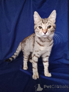 Photo №1.  - for sale in the city of Moscow river | Is free | Announcement № 165479