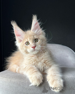 Photo №1. maine coon - for sale in the city of Cologne | negotiated | Announcement № 153064