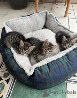 Photo №1. european shorthair - for sale in the city of Bönnigheim | 329$ | Announcement № 153848