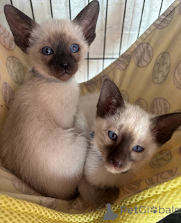 Photo №1. siamese cat - for sale in the city of Porrentruy | 329$ | Announcement № 151642