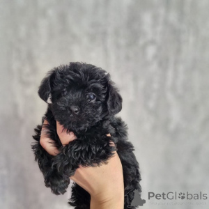 Photo №2 to announcement № 163100 for the sale of poodle (toy) - buy in Finland private announcement, from the shelter
