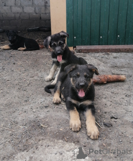 Photo №2 to announcement № 7649 for the sale of east-european shepherd - buy in Russian Federation breeder