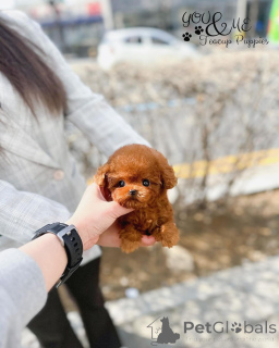 Photo №2 to announcement № 163957 for the sale of non-pedigree dogs - buy in United States 