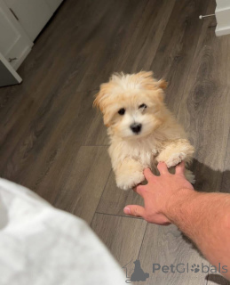 Photo №4. I will sell  in the city of Indiana.  - price - 650$