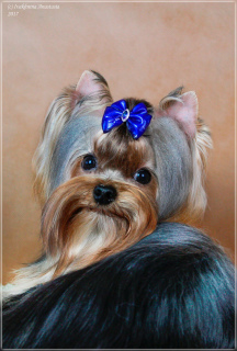 Photo №2 to announcement № 2619 for the sale of yorkshire terrier - buy in Russian Federation breeder