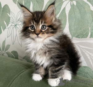 Photo №1. maine coon - for sale in the city of Berlin | 423$ | Announcement № 103757