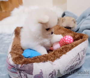 Photo №4. I will sell pomeranian in the city of Утрехт.  - price - 604$