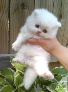 Photo №1. persian cat - for sale in the city of Hannover | negotiated | Announcement № 64613