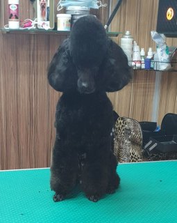 Photo №1. poodle (dwarf) - for sale in the city of Bryansk | Negotiated | Announcement № 3964