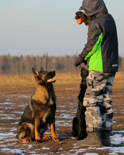 Photo №3. German Shepherd. Russian Federation