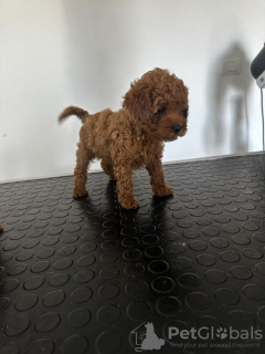 Photo №4. I will sell poodle (toy) in the city of Belgrade.  - price - negotiated