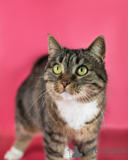 Additional photos: Affectionate and clever Kitty is looking for a family!