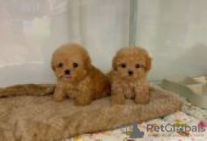 Photo №3. Teacup Maltipoo Puppies for sale. Germany