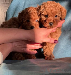 Photo №1. poodle (toy) - for sale in the city of Штутгарт | 150$ | Announcement № 129593