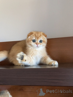 Photo №2 to announcement № 159636 for the sale of scottish fold - buy in Iceland private announcement