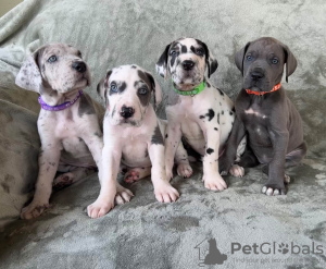 Photo №4. I will sell great dane in the city of Rüdersdorf. private announcement, breeder - price - 275$