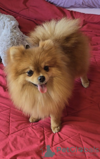 Photo №3. Beautiful Pomeranians BOO. Serbia