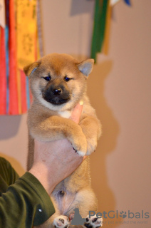 Photo №1. shiba inu - for sale in the city of Nizhny Novgorod | negotiated | Announcement № 127291