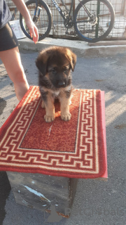 Photo №4. I will sell german shepherd in the city of Yekaterinburg. private announcement - price - 14142$