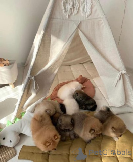 Photo №4. I will sell pomeranian in the city of Höxter. private announcement - price - 599$