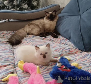 Photo №1. oriental shorthair - for sale in the city of Neuenhagen | 361$ | Announcement № 177040
