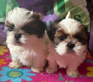 Photo №2 to announcement № 149700 for the sale of shih tzu - buy in Germany private announcement