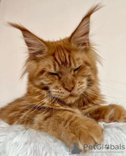 Photo №1. maine coon - for sale in the city of Berlin | 317$ | Announcement № 103702