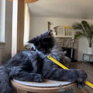 Photo №2 to announcement № 155393 for the sale of maine coon - buy in Luxembourg private announcement