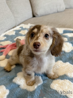 Photo №1. dachshund - for sale in the city of Cologne | negotiated | Announcement № 155907