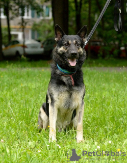 Additional photos: Grand, East European Shepherd Dog, age 4.5 years. Looking for a home.