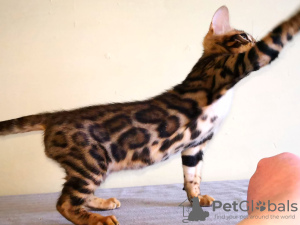 Photo №1. bengal cat - for sale in the city of Minsk | 454$ | Announcement № 9010