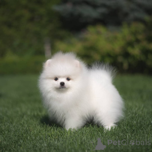 Photo №3. Two beautiful Pomeranian puppies looking for loving homes.. Austria