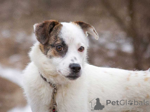 Photo №4. I will sell non-pedigree dogs in the city of Moskova. private announcement - price - Is free