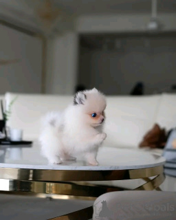 Photo №4. I will sell pomeranian in the city of Berlin. breeder - price - 471$