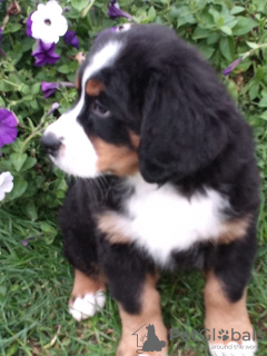 Photo №1. bernese mountain dog - for sale in the city of Жуков | 675$ | Announcement № 13287
