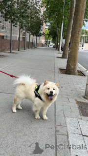 Photo №1. chow chow - for sale in the city of Barcelona | 1035$ | Announcement № 147039
