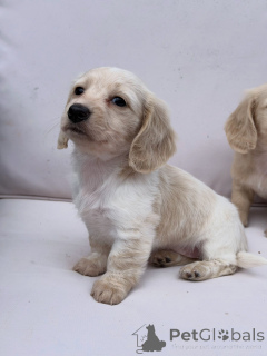 Photo №1. dachshund - for sale in the city of Cologne | negotiated | Announcement № 174844
