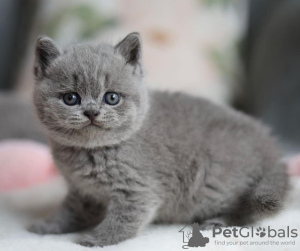 Photo №1. british shorthair - for sale in the city of Denville | 280$ | Announcement № 122947