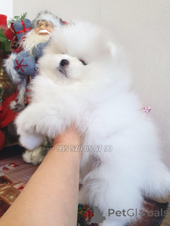 Photo №1. pomeranian - for sale in the city of Tbilisi | negotiated | Announcement № 161369